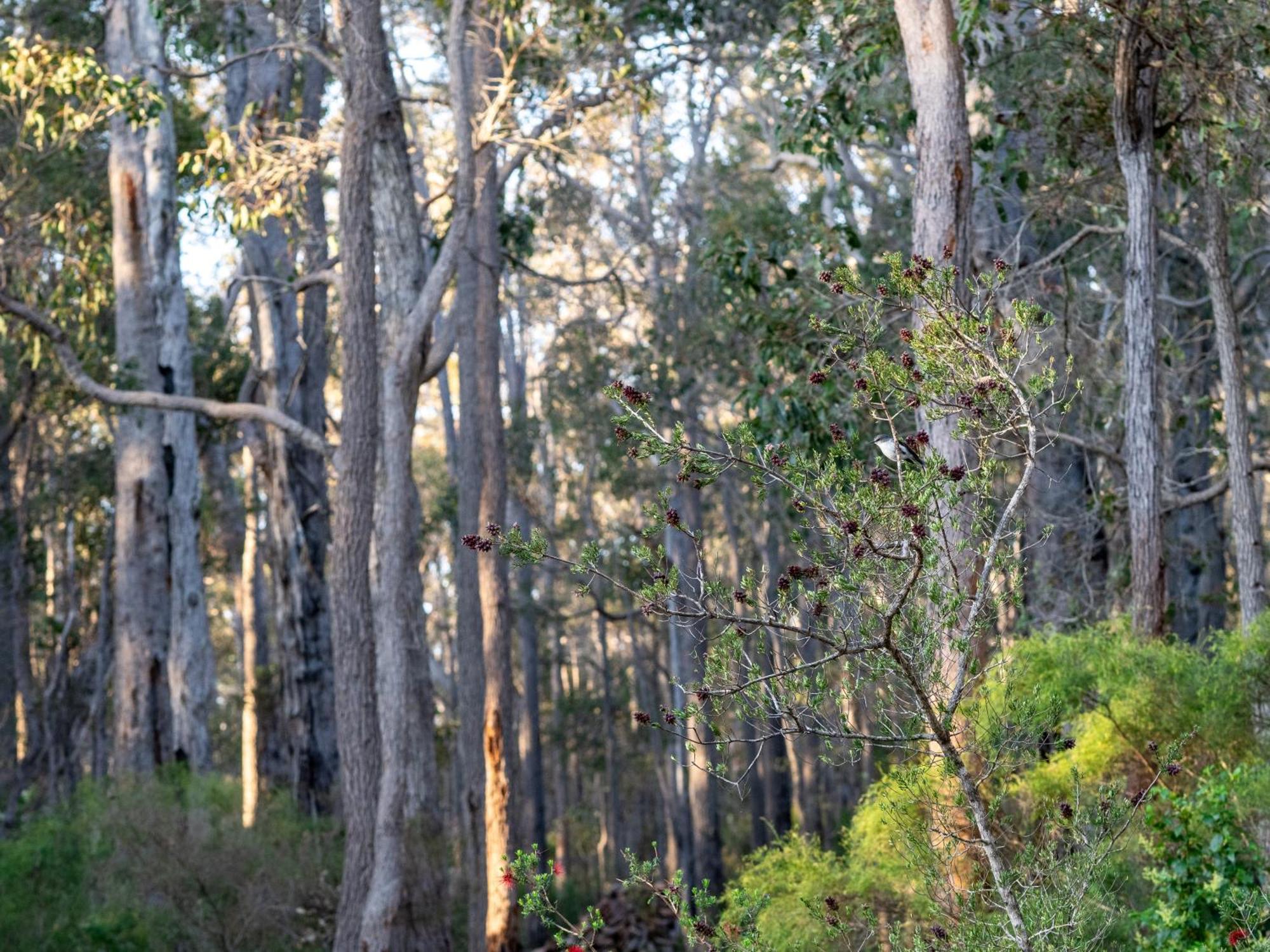 Jarrah Grove Forest Retreat - Adults Only Luxury Chalet Rosa Glen Esterno foto